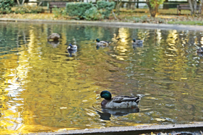 Parque de Quevedo. RAMIRO