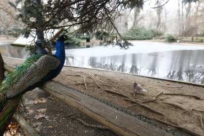 Parque de Quevedo. RAMIRO