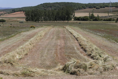 Alfalfa y otras hierbas segadas en una finca de la provincia de León. JESÚS F. SALVADORES