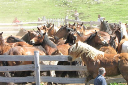 Los caballos alterados; una yegua recién parida fue llevada hasta Casa Mieres para identificarla, algo que indignó a los ganaderos leoneses. BABIA.NET