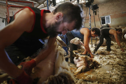 Reportaje sobre esquiladores uruguayos y dos hermanos de Sabero esquilando ovejas en una majada de Castrotierra de Valmadrigal