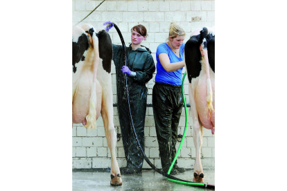 Dos jóvenes acicalan reses para un concurso de ganado vacuno.