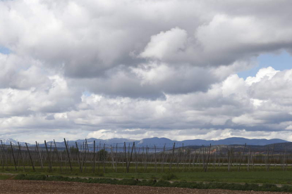 Zona de cultivos en Carrizo de la Ribera. J.F.S.
