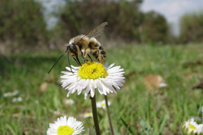 Una abeja se posa sobre una flor. EFE