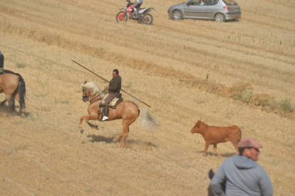 Encierro taurino de campo en Villaornate. REDACCIÓN.