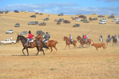 Encierro taurino de campo en Villaornate. REDACCIÓN.