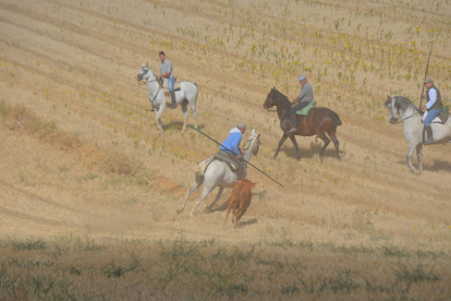 Encierro taurino de campo en Villaornate. REDACCIÓN.