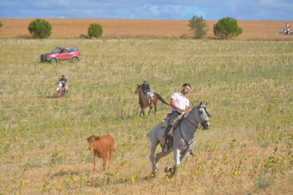 Encierro taurino de campo en Villaornate. REDACCIÓN.