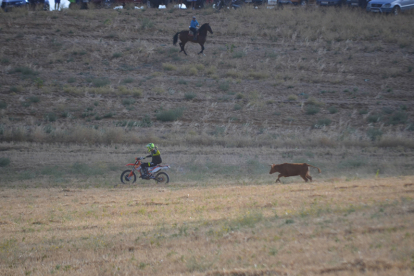 Encierro taurino de campo en Villaornate. REDACCIÓN.