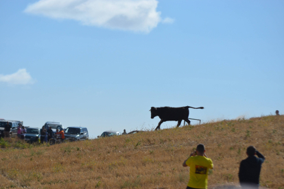 Encierro taurino de campo en Villaornate. REDACCIÓN.