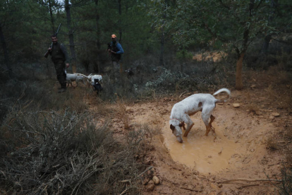 Perros de caza en un paraje de León. JESÚS F. SALVADORES