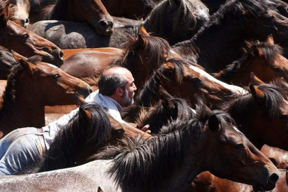 Un ‘aloitador’ trata de inmovilizar a una res de la manada de caballos salvajes para cortarle las crines durante la tradicional ‘Rapa das Bestas’. X. REY