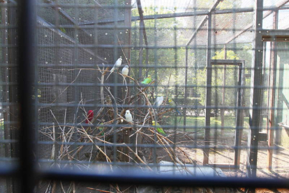 Aves en las jaulas de la pajarera del Parque de Quevedo, que sirve para preservar el hábitat.