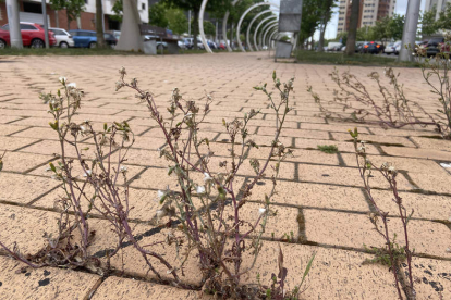 Maleza frente al Incibe, en la avenida de José Aguado