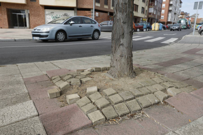 Los árboles levantan la acera en la calle Vegamián