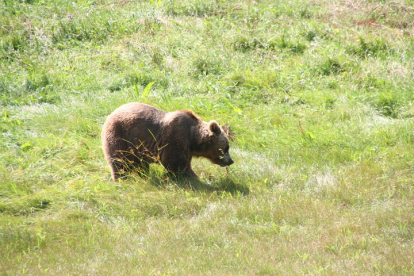 Un oso en la comarca de Laciana. DL