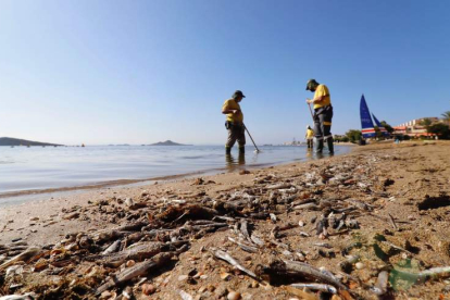 Imagen de los peces y crustáceos muertos en la orilla de una playa del Mar Menor. JUAN CARLOS CAVAL