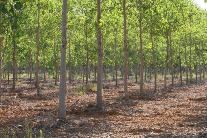 Imagen de archivo de una plantación de chopos de la provincia. NORBERTO