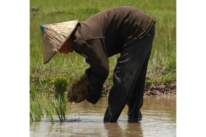 Una mujer cultiva arroz, alimento que China prepara para los astronautas. VINCENT GAUTIER