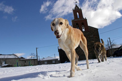 Dos perros entre la nieve caída en Castro de Cepeda
