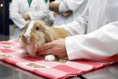 Práctica con animales a cargo de alumnos y profesores de veterinaria en el Hospital Clínico veterinario de la Universidad de León.