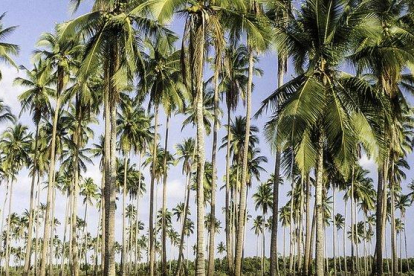 Bosque de palmeras en Filipinas.