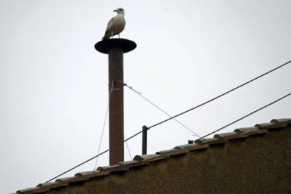 Una paloma se ha posado horas antes de la fumata blanca