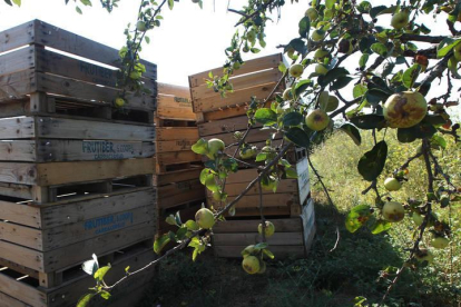 Plantación de manzanos en la comarca del Bierzo