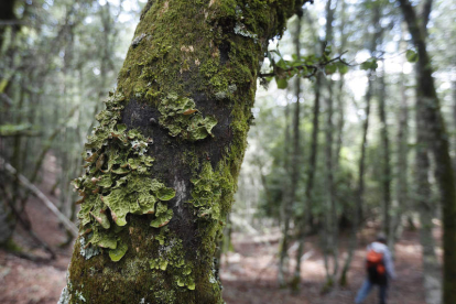 El bosque de Hormas, en León, es uno de los más singulares de la cordillera.. JESÚS F. SALVADORES