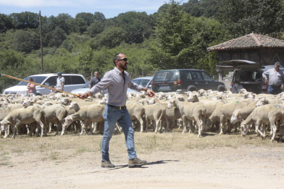 Los pastores guiaron a las ovjeas en su entrada en la fiesta de la trashumancia de Prioro. CAMPOS