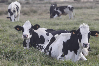 Los productos lácteos son los más vulnerables por el bloqueo alimentario en la Unión Europea.