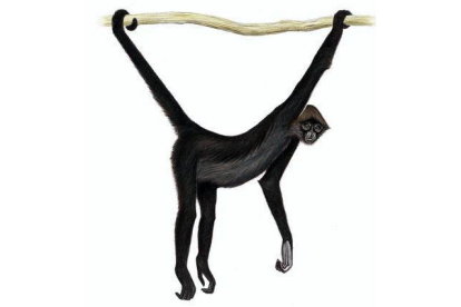 Mono araña bracilargo (Ateles fusciceps fusciceps). Primate arborícola y de dieta frugívora que vive en bosques costeros (hasta 1.700 metros de altitud) de Colombia, Panamá y Ecuador. Amenazado por la deforestación y la caza.