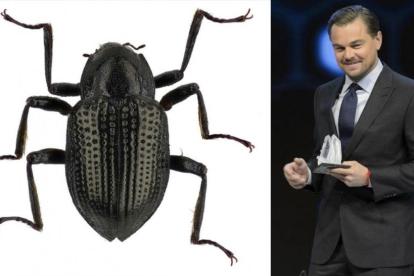 El actor y activista ambiental Leonardo DiCaprio al lado de la nueva especie de escarabajo acuático bautizado en su honor /