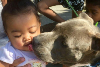 La hija de la señora Chaichanhda, de siete meses, salvó su vida gracias al heroico gesto de la pitbull Sasha.