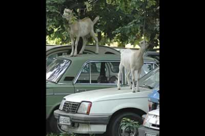 Los habitantes de Belgrado están acostumbrados a convivir con todo tipo de animales. Por eso no es raro ver que las cabras se suben a los coches de los aparcamientos para comer mejor de los árboles.