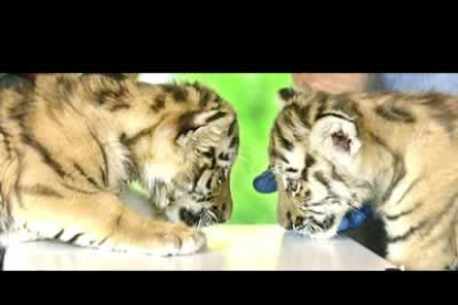 ¡Para comerlos...! O mejor, ellos a tí dentro de unos meses....Estos dos preciosos cachorros de tigre siberiano acaban de nacer en el zoo de Minnesota.