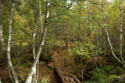 Imagen del pinar de Puebla de Lillo. DL