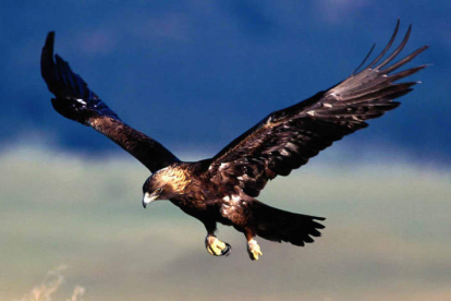 Imagen de un ejemplar de águila imperial ibérica. EFE