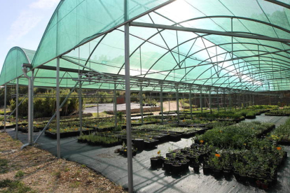 Instalaciones de plantas del vivero de Ciuden en Pobladura de las Regueras (Igüeña). ANA F. BARREDO