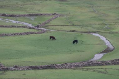 Los animales se han hecho con el lecho del embalse; allí hay alimento. Así fue de forma secular.