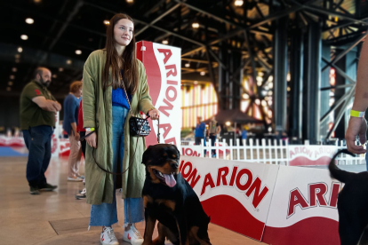 Los mejores perros se acicalan para competir en León. JONATHAN NOTARIO.