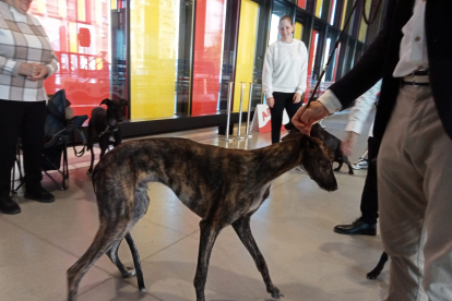 Los mejores perros se acicalan para competir en León. JONATHAN NOTARIO.