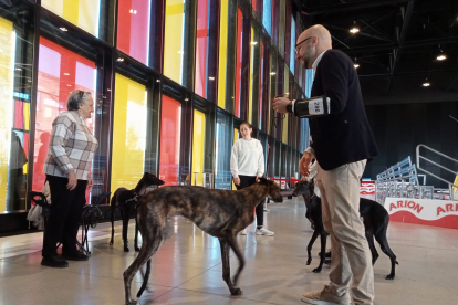 Los mejores perros se acicalan para competir en León. JONATHAN NOTARIO.