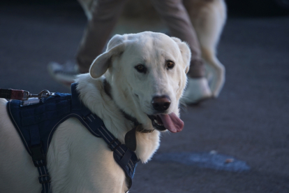 Los mejores perros se acicalan para competir en León. JONATHAN NOTARIO.