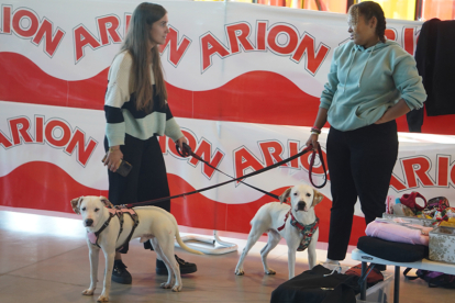 Los mejores perros se acicalan para competir en León. JONATHAN NOTARIO.