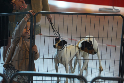 Los mejores perros se acicalan para competir en León. JONATHAN NOTARIO.