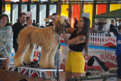 Los mejores perros se acicalan para competir en León. JONATHAN NOTARIO.
