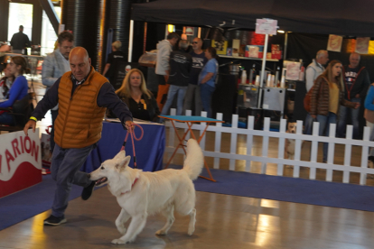 Los mejores perros se acicalan para competir en León. JONATHAN NOTARIO.