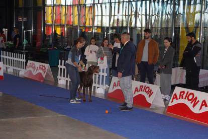 Los mejores perros se acicalan para competir en León. JONATHAN NOTARIO.