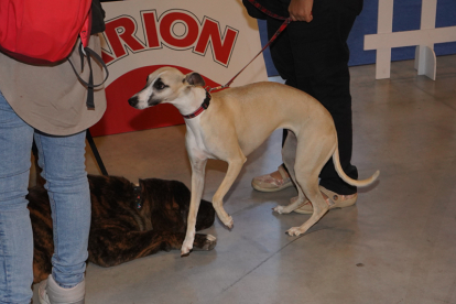 Los mejores perros se acicalan para competir en León. JONATHAN NOTARIO.